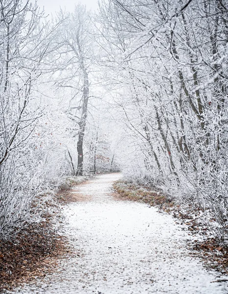 Karla kaplı ormandaki güzel kış manzarası