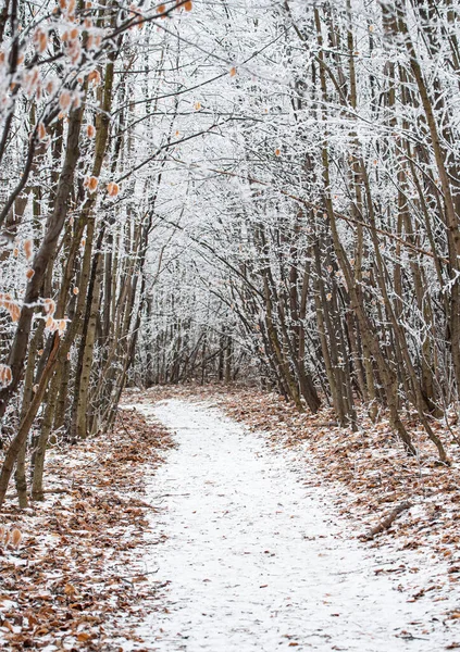 Cena Inverno Agradável Floresta Coberta Neve — Fotografia de Stock