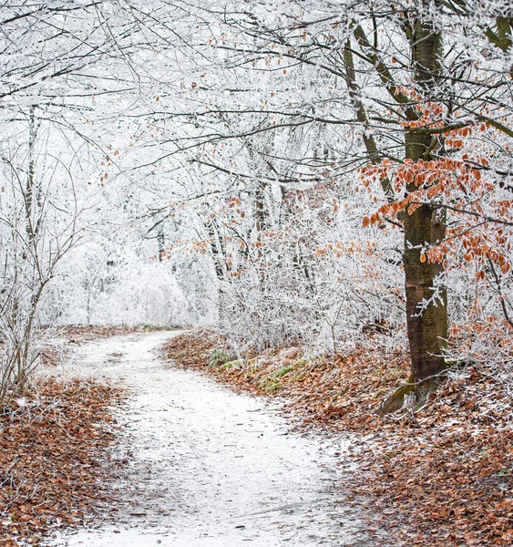 Belle Scène Hivernale Dans Forêt Couverte Neige — Photo