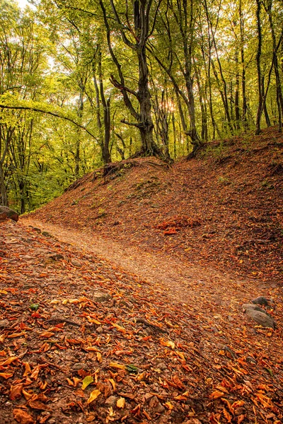 Percorso Nella Foresta Autunno — Foto Stock