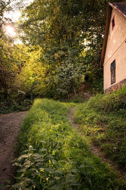 Sonbaharda ormanda patika