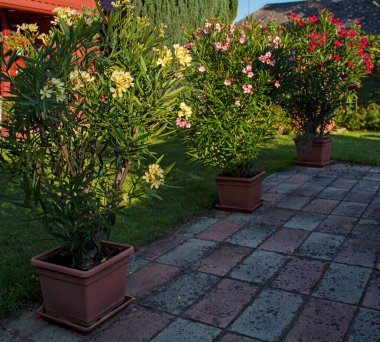 Yazın bahçede güzel zakkumlar.