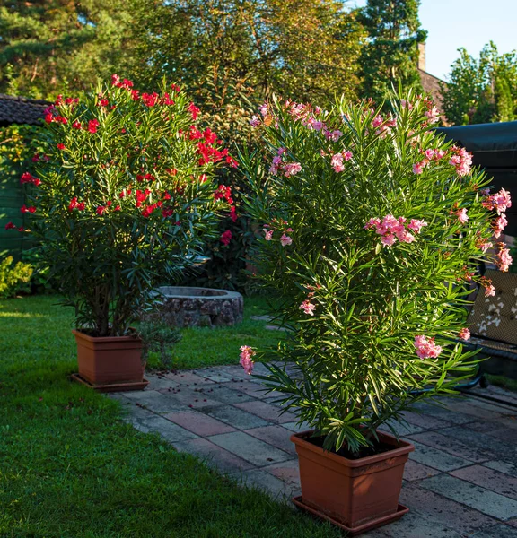 Nice Oleanders Garden Summer — Stock Photo, Image