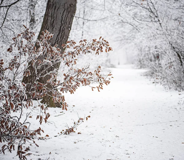 Belle Scène Hiver Couverte Neige — Photo