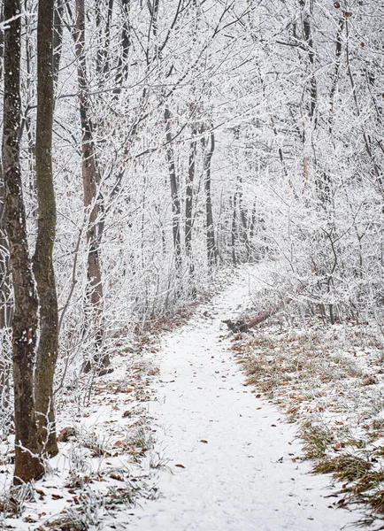 Karla kaplı güzel bir kış sahnesi