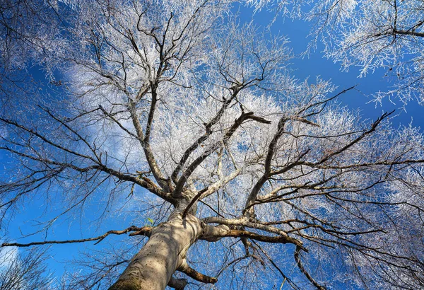 凍った木と素敵な冬のシーン — ストック写真