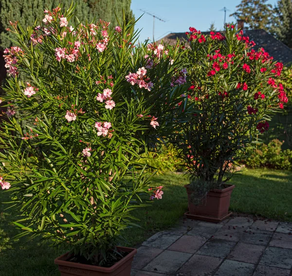 Bonitos Oleanders Jardim Verão — Fotografia de Stock