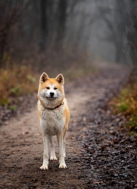 Ormanda güzel bir dişi akita.