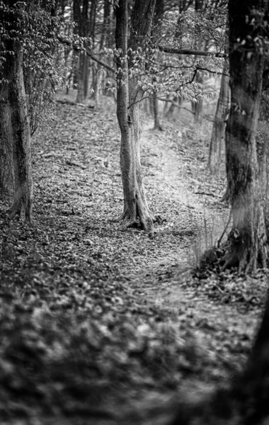 Pathway Forest Winter — Stock Photo, Image