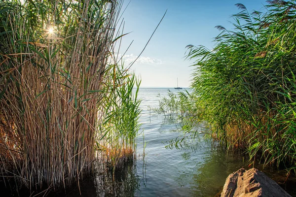Тростник Озере Балатон Венгрия — стоковое фото