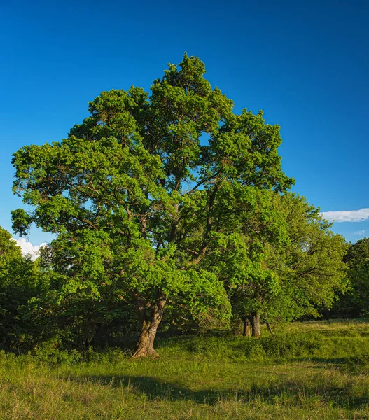 Bell Albero Estate Con Cielo Blu — Foto Stock