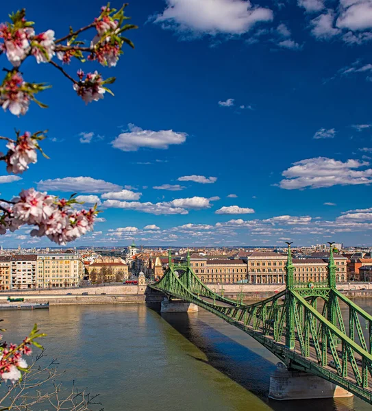 Budapest Hungria Março 2020 Bela Ponte Liberdade Com Flor Amêndoa — Fotografia de Stock