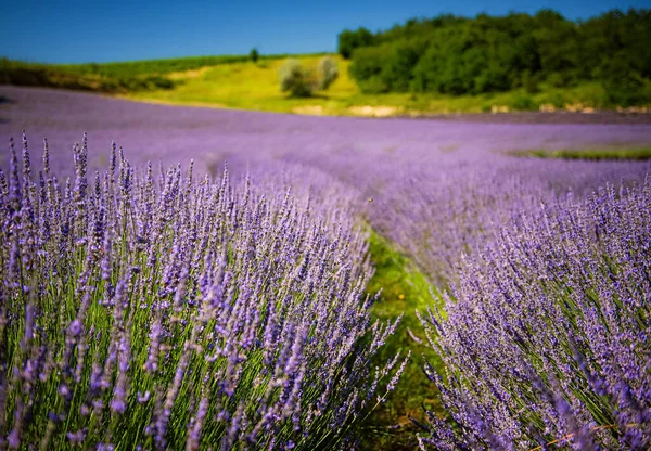 Campo Lavanda Agradável Hungria — Fotografia de Stock