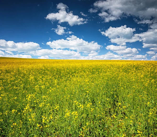 Mooi Veld Van Koolzaad Het Voorjaar — Stockfoto