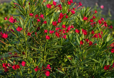 Yazın bahçede güzel zakkumlar.
