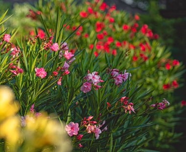 Yazın bahçede güzel zakkumlar.