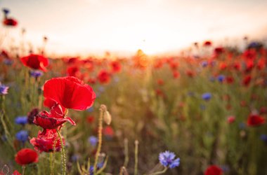 Baharda güzel renkli haşhaş tarlası