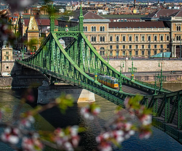 Budapest Hungría Marzo 2020 Hermoso Puente Libertad Con Flor Almendra — Foto de Stock