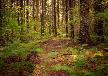 İlkbaharda ormanda patika