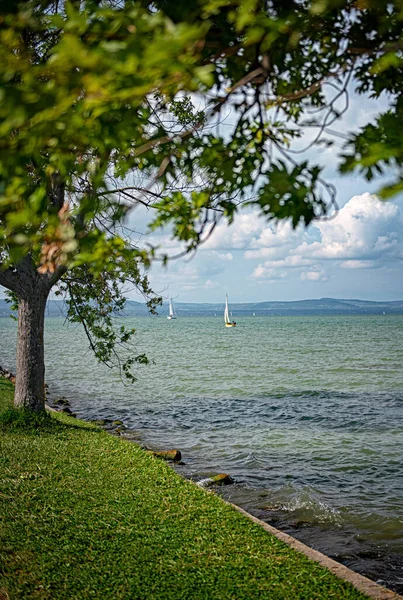 Segelbåt Med Vass Och Träd Vid Sjön Balaton Ungern — Stockfoto