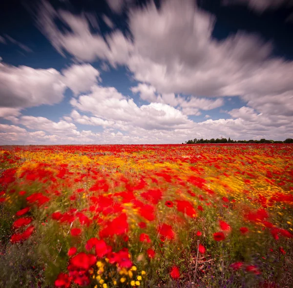 Lunga Esposizione Foto Del Campo Papavero — Foto Stock