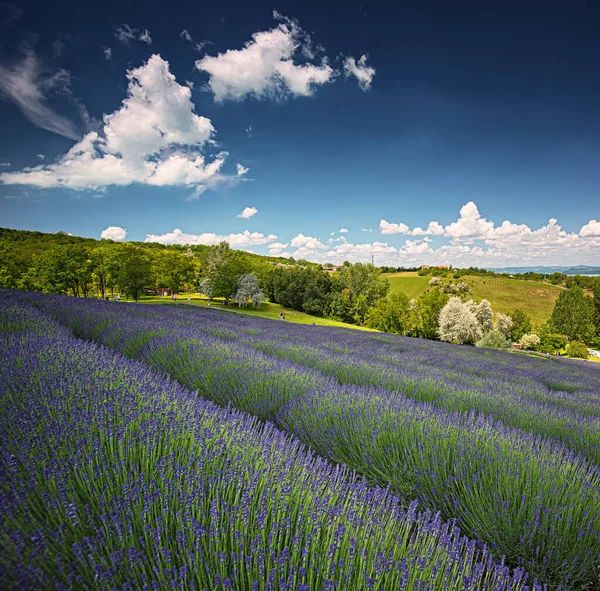 Bel Campo Lavanda Ungheria — Foto Stock