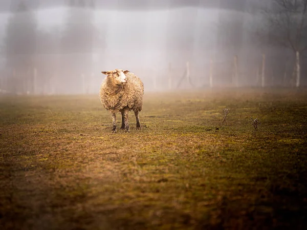 Owce Polu Zimie — Zdjęcie stockowe
