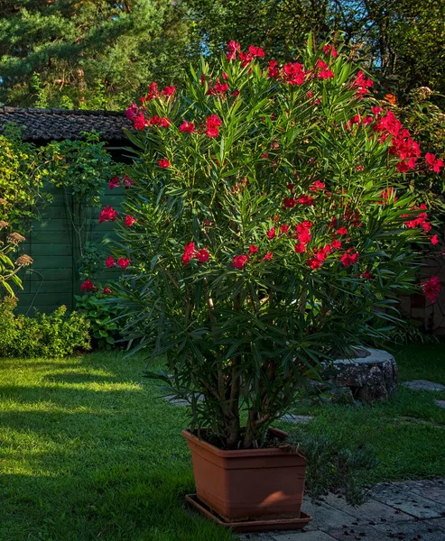 Ładny Czerwony Oleander Ogrodzie Lecie — Zdjęcie stockowe