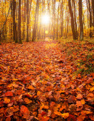 Pěkná podzimní scéna v lese