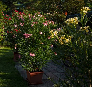 Yazın bahçede güzel zakkumlar.