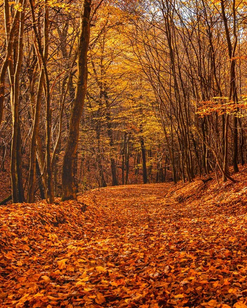 Jolie Scène Automnale Dans Forêt — Photo