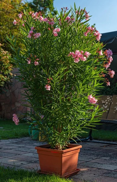 Mooie Oleanders Tuin Zomer — Stockfoto