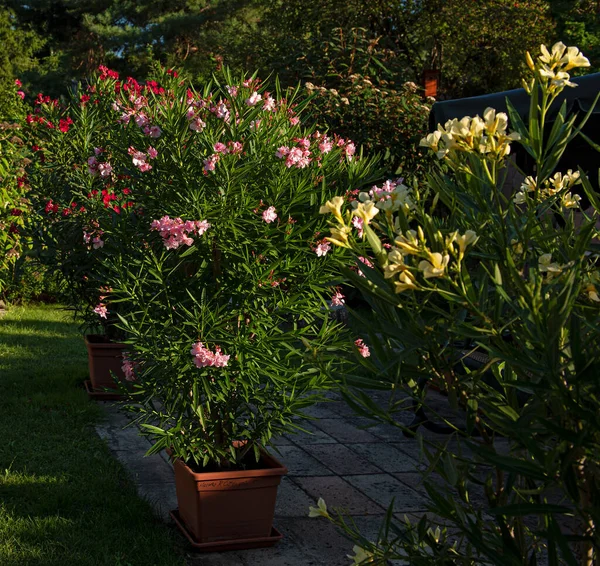 Yazın bahçede güzel zakkumlar.