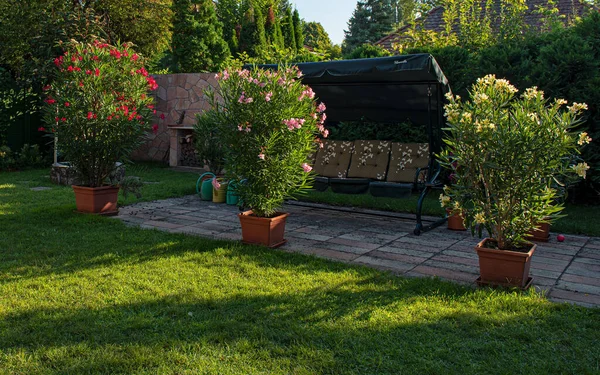 Bonitos Oleanders Jardim Verão — Fotografia de Stock