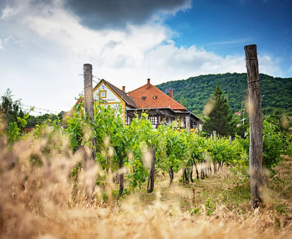 Tradycyjny Dom Winnicami Nad Balatonem Węgry — Zdjęcie stockowe