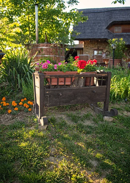 Blumenkorb Mit Roten Geranien Balaton Ungarn — Stockfoto