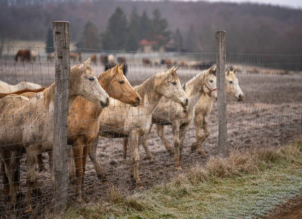 Grupa Koni Pastwisku — Zdjęcie stockowe