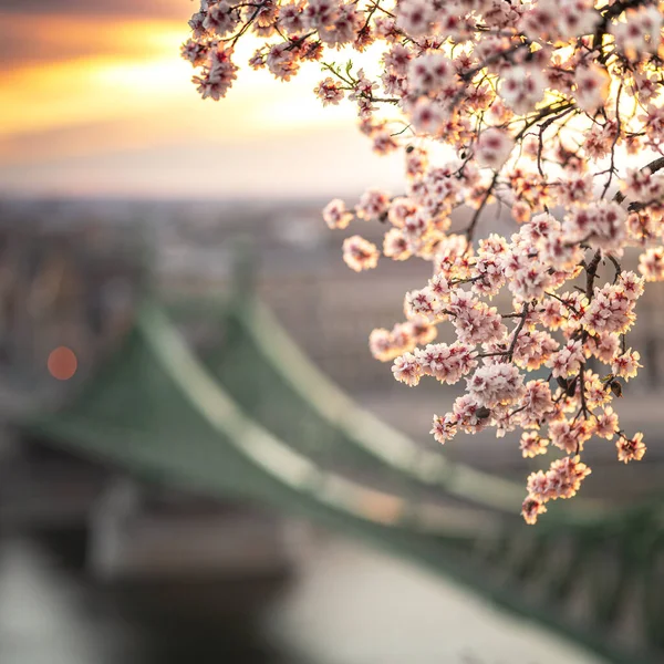 Liberty Bridge Budapest Hungary Morning — Stock Photo, Image