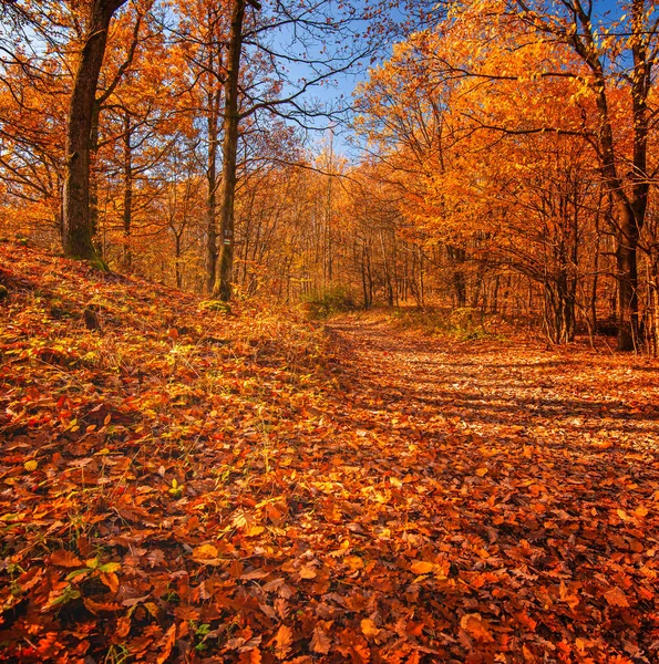 Ładna Jesienna Scena Lesie — Zdjęcie stockowe