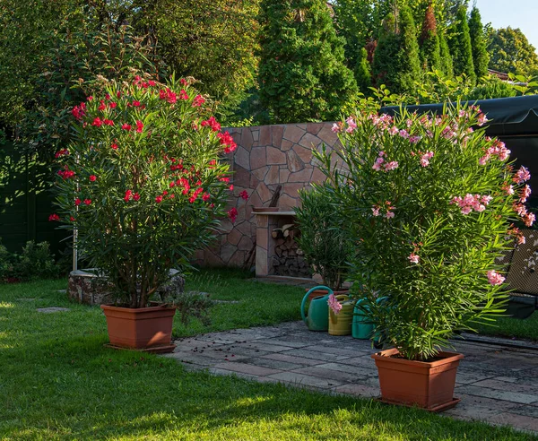 Yazın Bahçede Güzel Kırmızı Zakkum — Stok fotoğraf