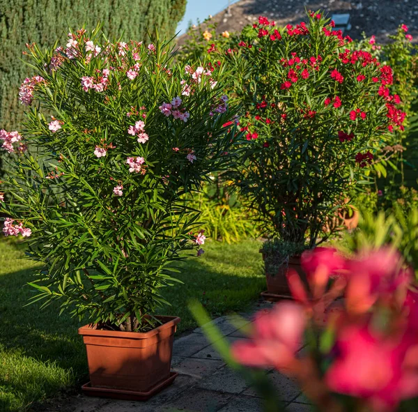 Trevlig Röd Oleander Trädgården Sommaren — Stockfoto