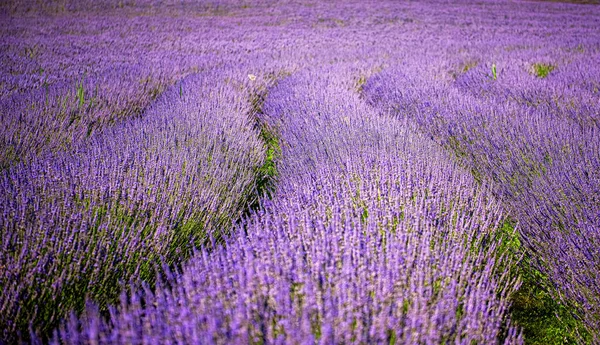 Campo Lavanda Agradável Hungria — Fotografia de Stock