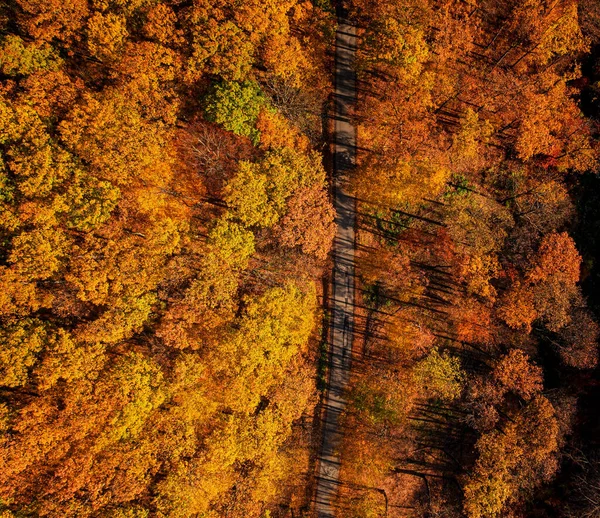 Légi Kilátás Erdőre Ősszel — Stock Fotó