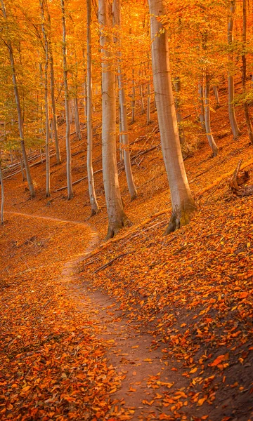Nice Autumnal Scene Forest — Stock Photo, Image