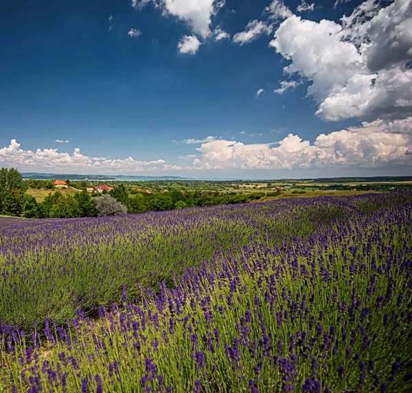 Niza Campo Lavanda Hungría Primavera —  Fotos de Stock