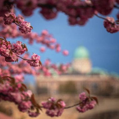 Buda Kalesi Bölgesi 'ndeki Buda Kalesi Kraliyet Sarayı ile ilkbahar şehri.