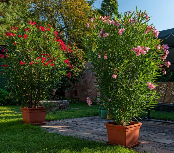 Ładny Oleander Ogrodzie Lecie — Zdjęcie stockowe