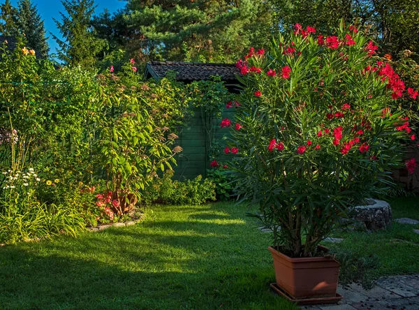 Belle Laurier Rose Dans Jardin Été — Photo