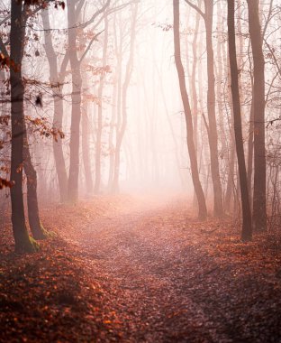 Ormanda güzel bir sonbahar manzarası.