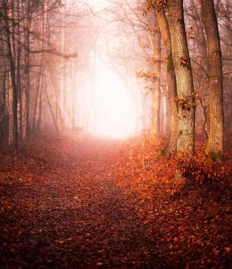 Ormanda güzel bir sonbahar manzarası.